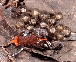 131-Pseudophryne australis